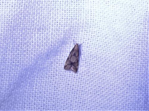 Brachmia blandella